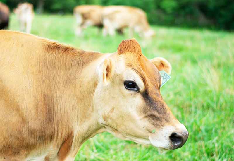 Raw Cow Milk — Organic Girly