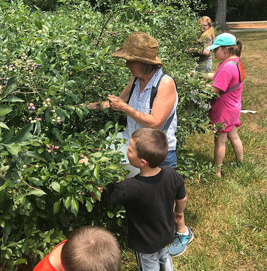 pickingblueberries