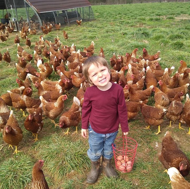 Free-Range Chicken – Family Friendly Farms