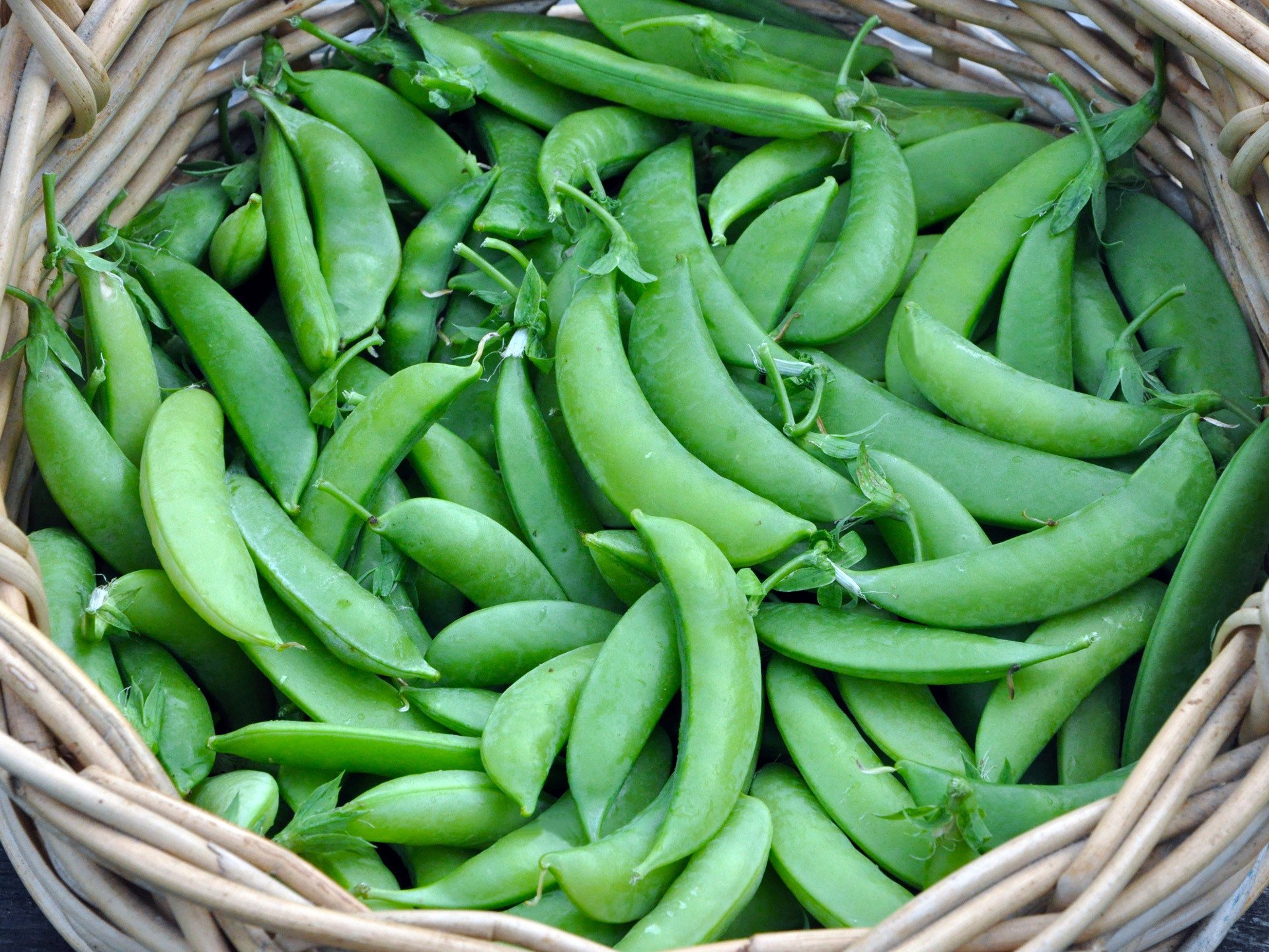 sugar snap peas growing