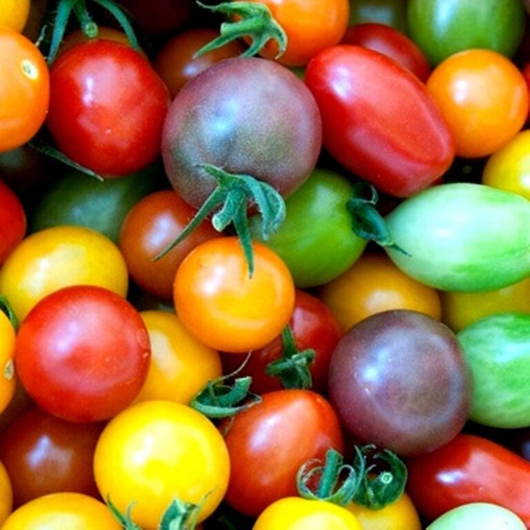 Cherry Tomatoes Pint Country Gardens Farm