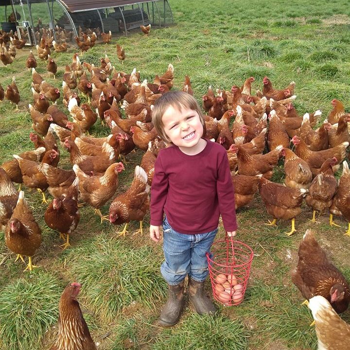 Farmers welcome new national standard for free-range egg