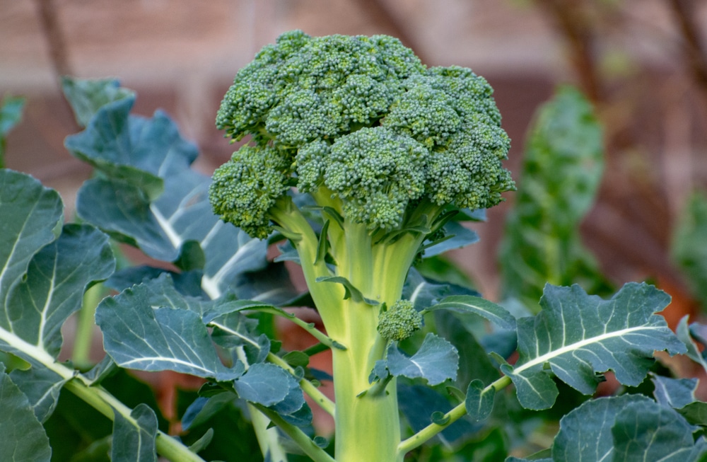 How Big Can Broccoli Grow?  