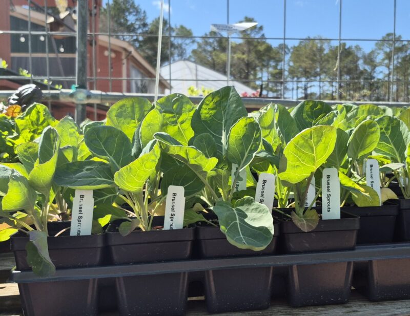 Brussel Sprouts Plant, 4" Pot