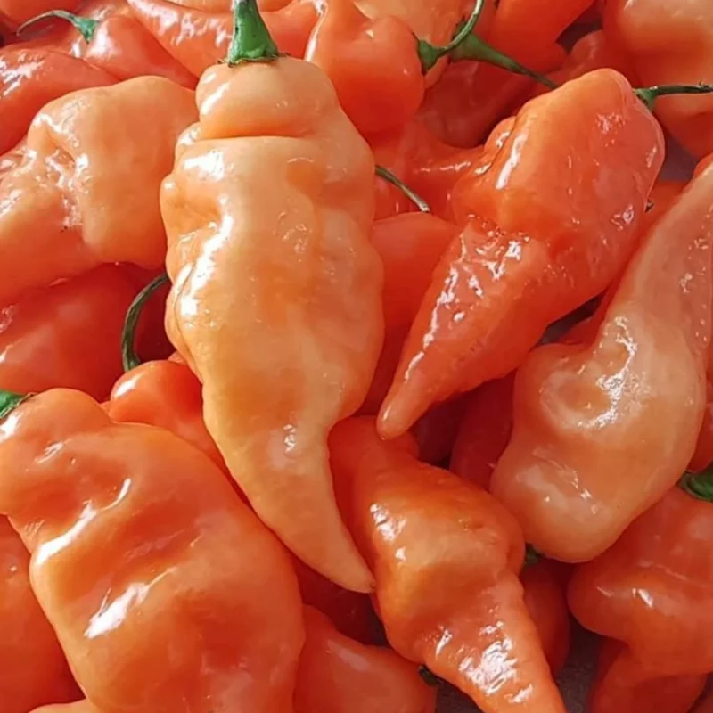 Pepper Habanada-Not a Habanero/pint