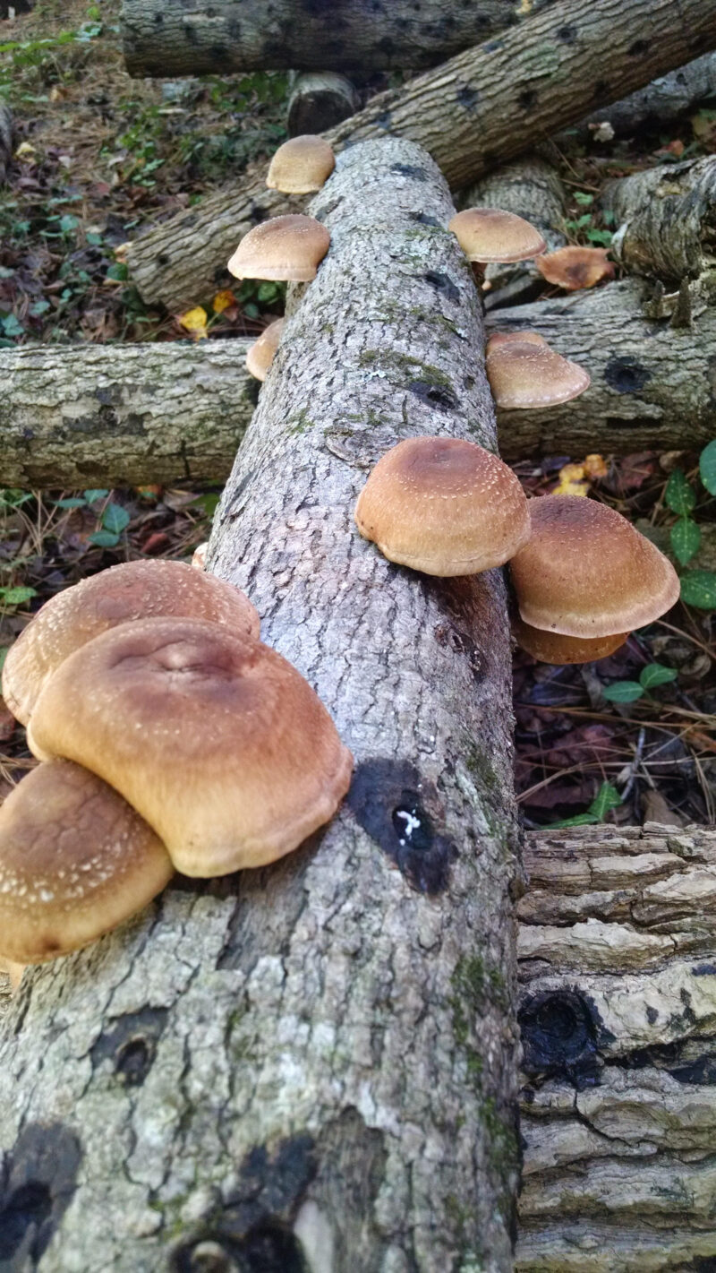 Ticket: Grow your own Shiitake Mushrooms January 20, 2025 - January 20, 2025